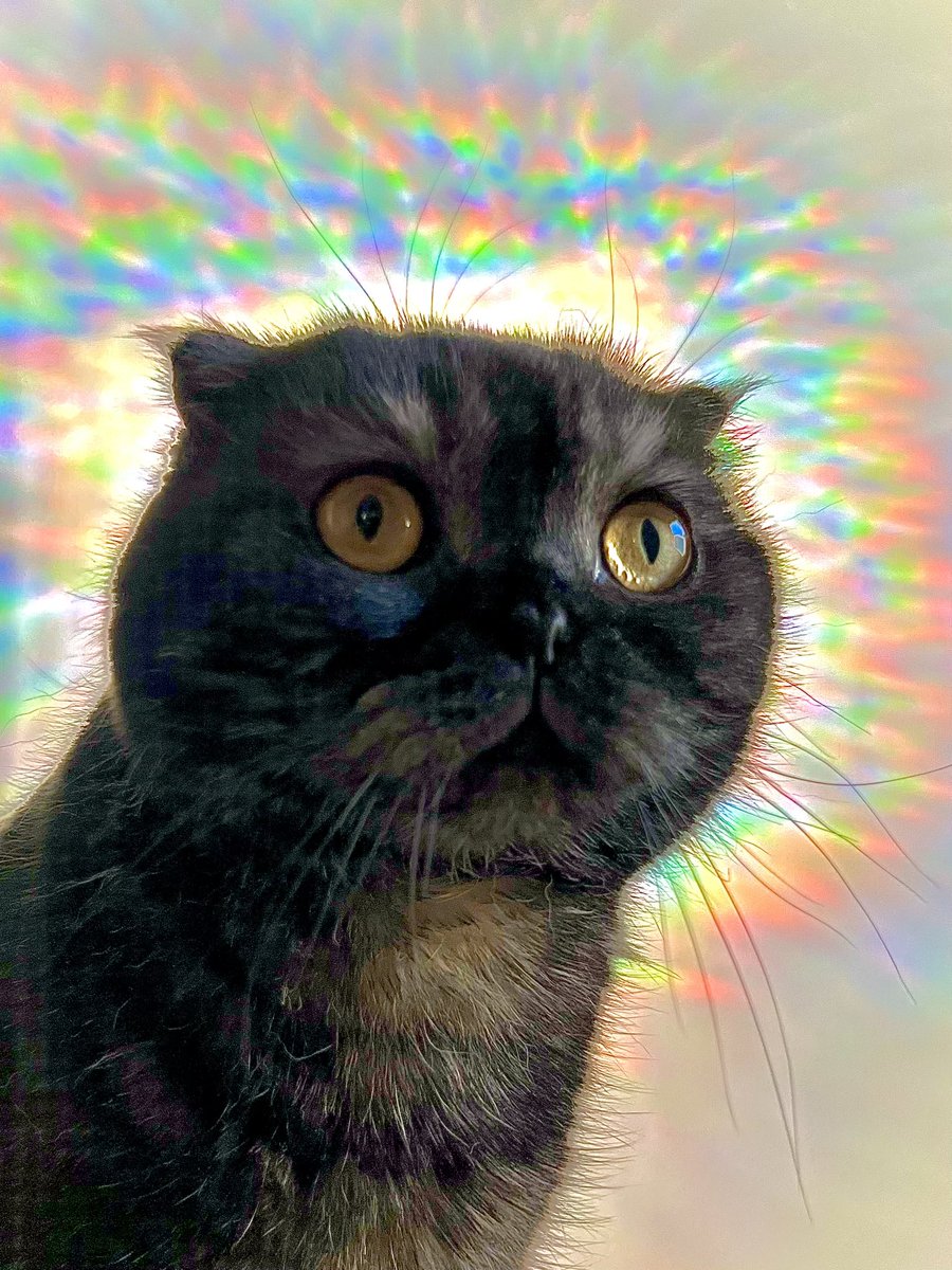catbutlerdeluxe's tweet image. Cornelius enjoying the high #catnipaddict