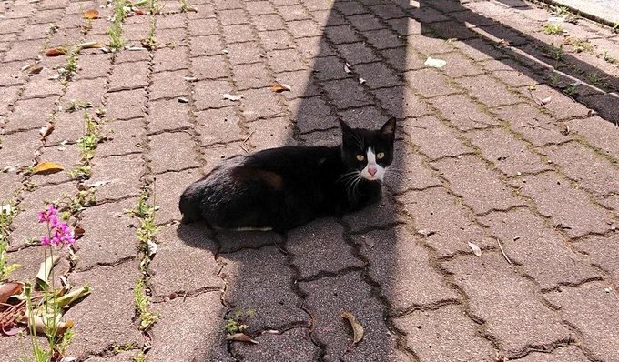 お散歩中によくお会いする野良猫氏 