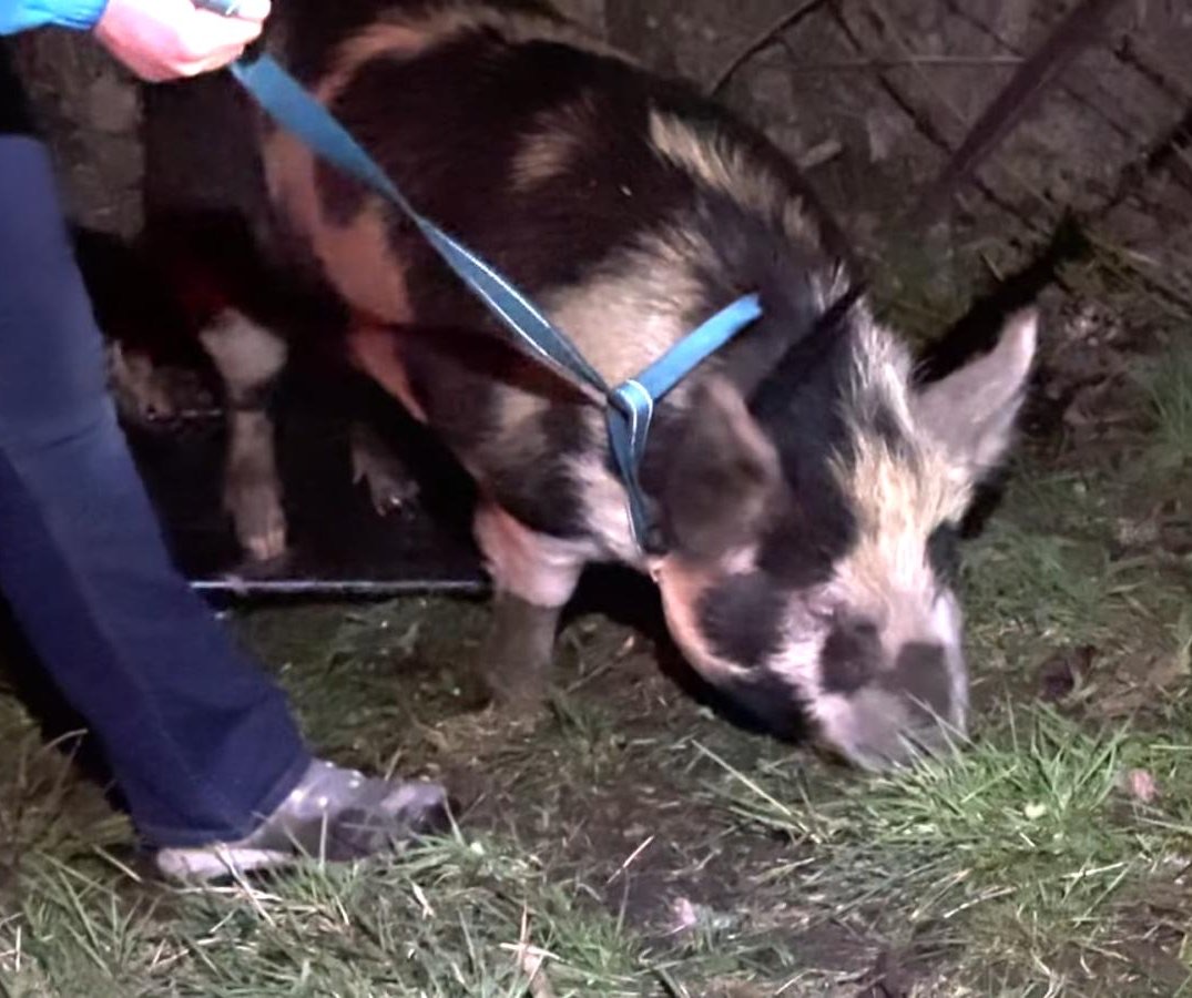 Societal Bird tweet media