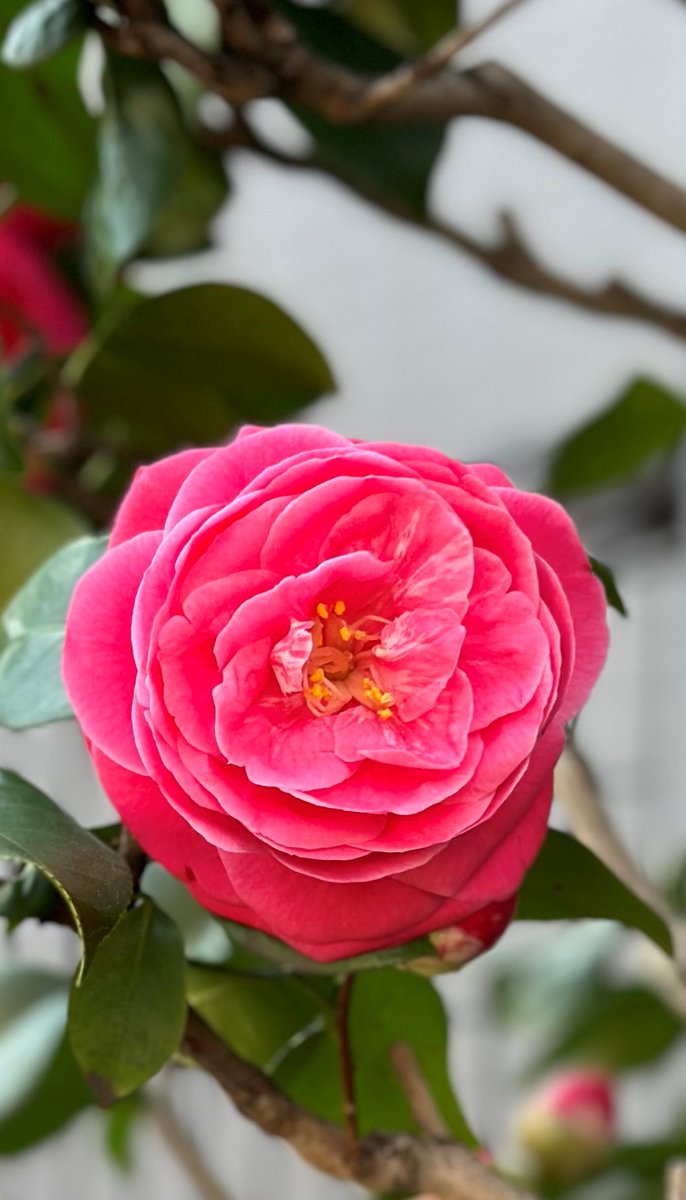 Cute pink!!

#Camellia #pink #NaturePhotograhpy #Tokyo #YushimaShrine #湯島天神 ＃Japan #familytime