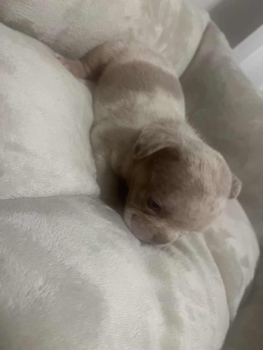 _yungplug's tweet photo. Full Isabella Merle frenchie (DM ME) 😈🐶🧬📲 https://t.co/4IfOtrKE8A