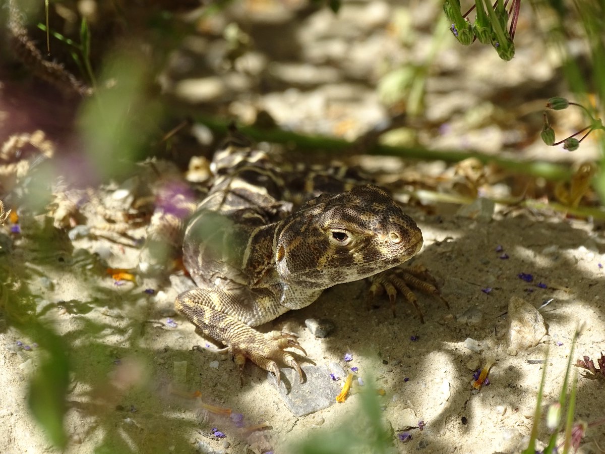 tessaileenn's tweet photo. unbelievably excited to be spending my last quarter as an undergrad leading an all-undergraduate research team in carrizo plain!! over the next 10 weeks we’ll be studying blunt-nosed leopard lizards’ prey water content (and getting some gnarly tan lines) 🦎🐛💪 https://t.co/rbkuRyks5j