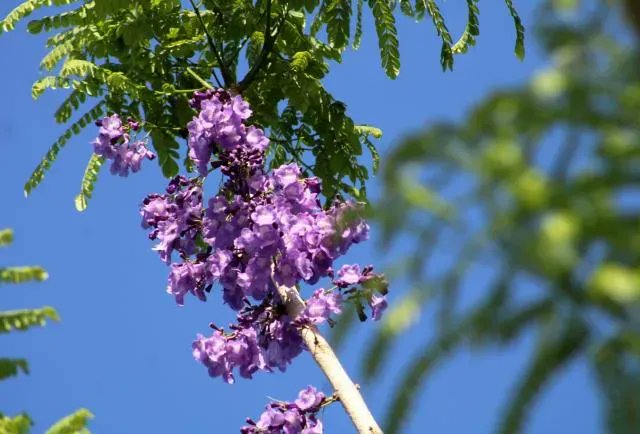 Conoce más del Jacaranda, un árbol de hermosa floración y semillas para artesanías bit.ly/3UIVGGc