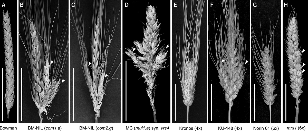 Breed_Sci's tweet photo. Shun Sakuma, Ravi Koppolu, Breeding Science 73: 46–56 (2023)

Form follows function in Triticeae inflorescences

https://t.co/tSofUDKv6M

#inflorescence, #Triticeae, #fertility, #spike_branching, #spikelet_development, #dryland, #high_temperature https://t.co/sIQF4aPeay