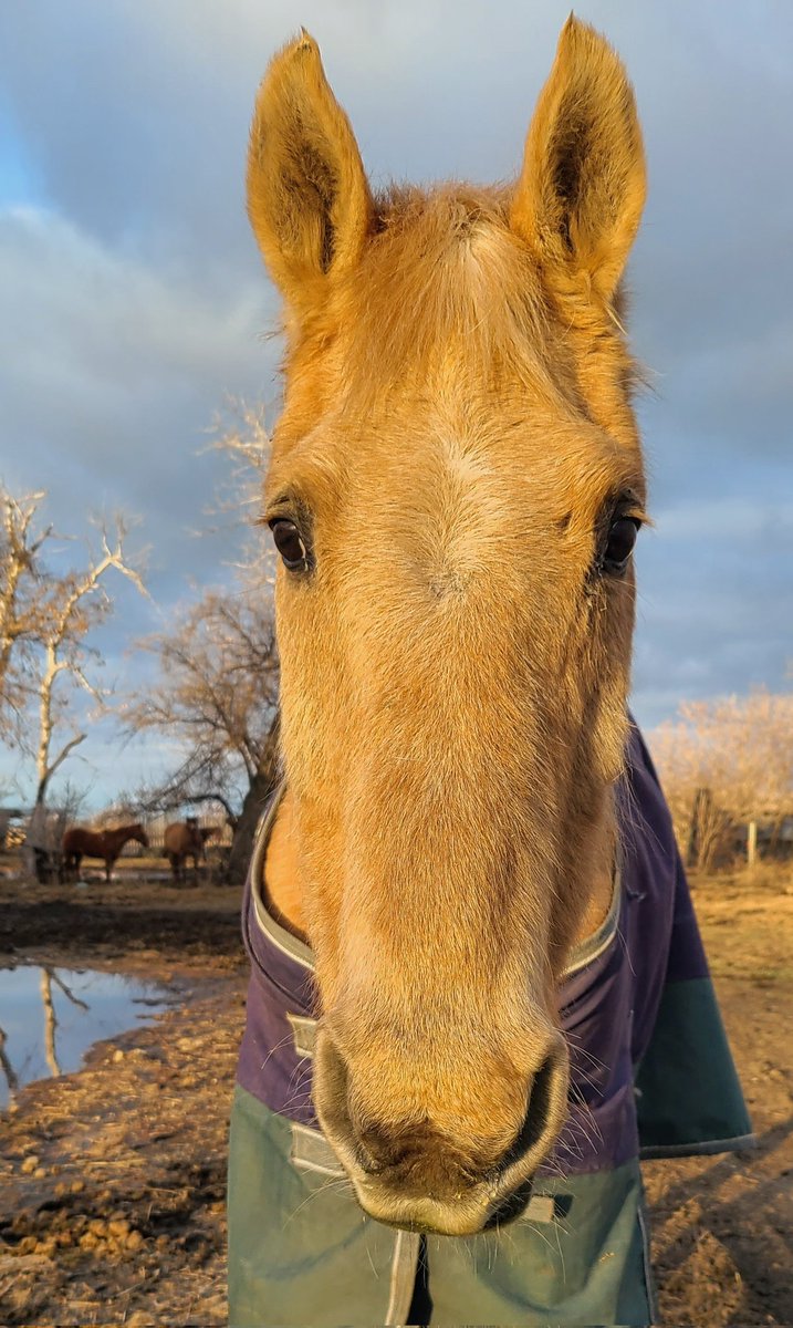 JBMEquiFarms's tweet image. This old man would REALLY like better weather to arrive. 

The year is almost ¼over and we're still stuck in winter. 

#mbwx #manitoba #wintervsspring #mbweather #horses #theyvehadenough #oldieGoldie #Goldie