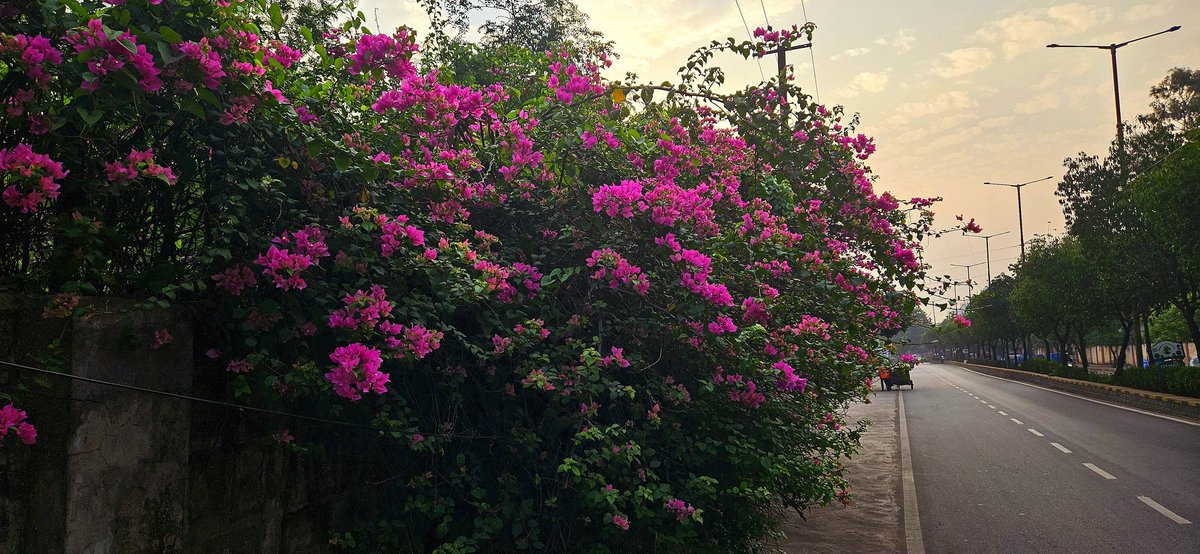 All our eyes go through the meadow, but we need to see the flowers in it. It is said that flowers are the music of  mother earth's lips spoken without sound. Nurture the nature to nourish your well-being. Enjoy today's Morning snapshots.