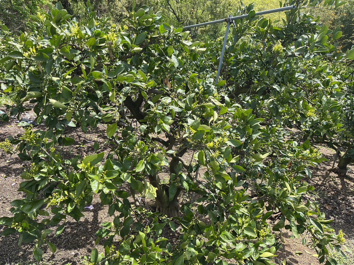 startfromzero23's tweet image. かわいい新芽と蕾がたくさん🌱🌸✨

今年も元気に育ってね☺️✨