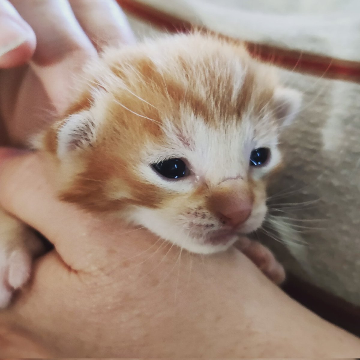 BRCHeaven's tweet photo. More kitten love for your feed 💗

#KittyTwitter #kittens #fostercats https://t.co/WKAN9inVNq