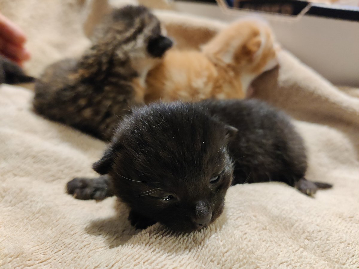 BRCHeaven's tweet photo. More kitten love for your feed 💗

#KittyTwitter #kittens #fostercats https://t.co/WKAN9inVNq