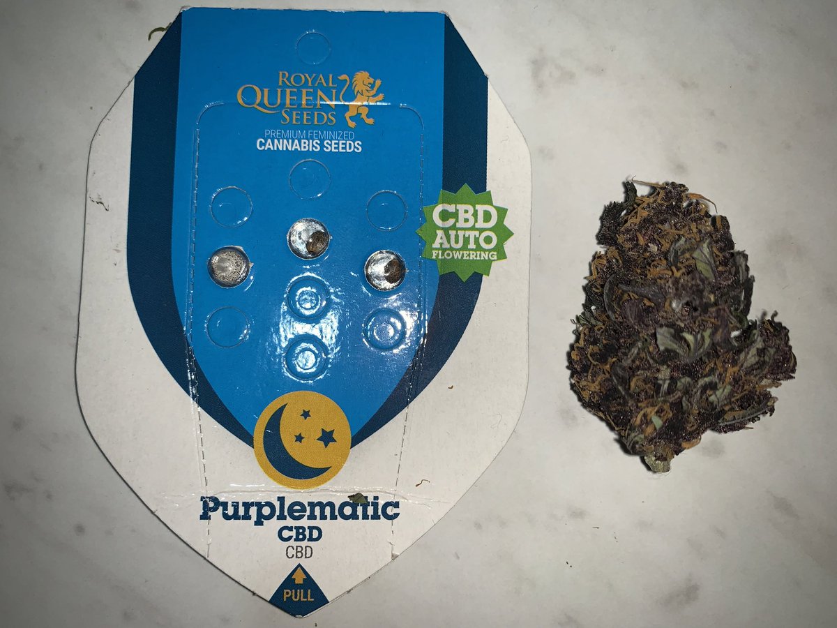 AlexGrowerMx's tweet photo. #PurplematicCBD de @royalqueenseeds 
Sabores y aromas muy dulces, muy florales, muy deliciosa esta cepa. Se siente el efecto físico relajante del CBD, el THC también muy poco, lo justo para levantar el ánimo.  Muy recomendable! Visualmente también para épocas de halloween🎃😜🤣 https://t.co/I0I1zBgysQ