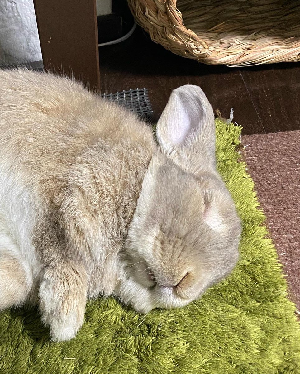 たれみみちゃんねる【うさぎ部屋】 tweet media