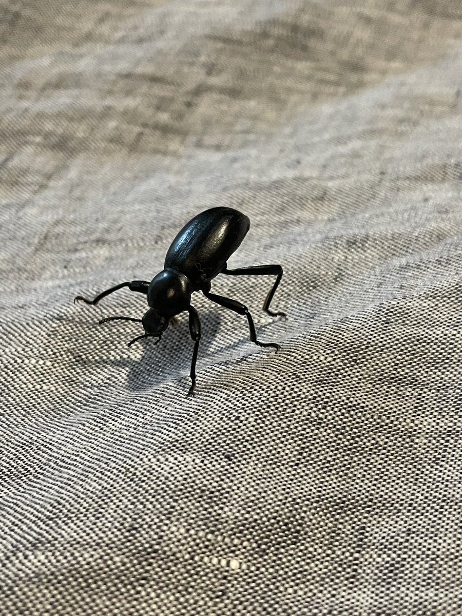 What of beetle is this?