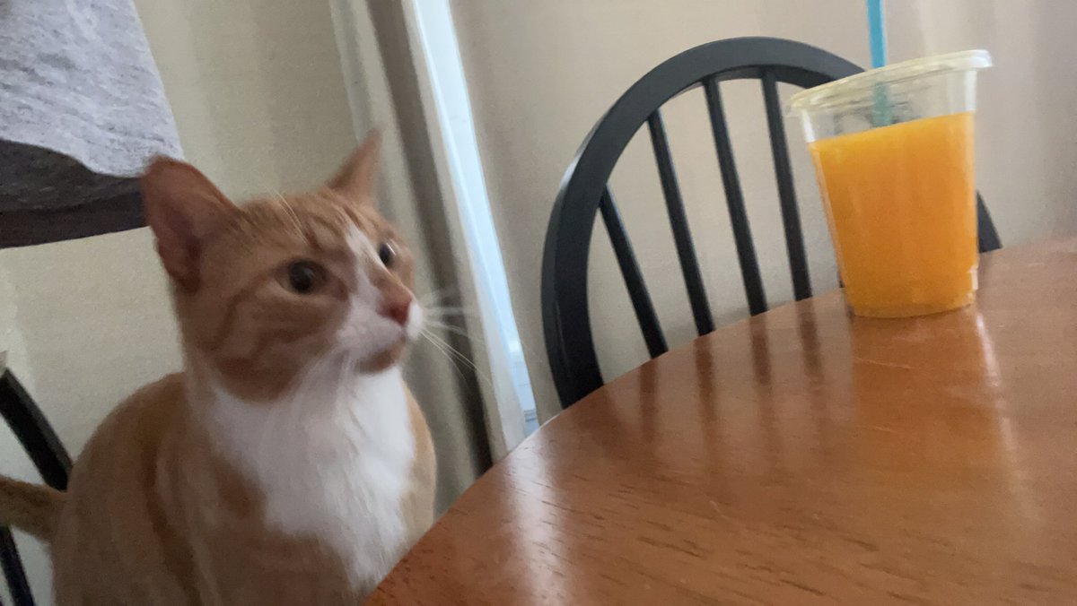 fishalicious1's tweet photo. orange (cat) +1.5 
orange (juice) -1.5 https://t.co/GIRxFvuVUa