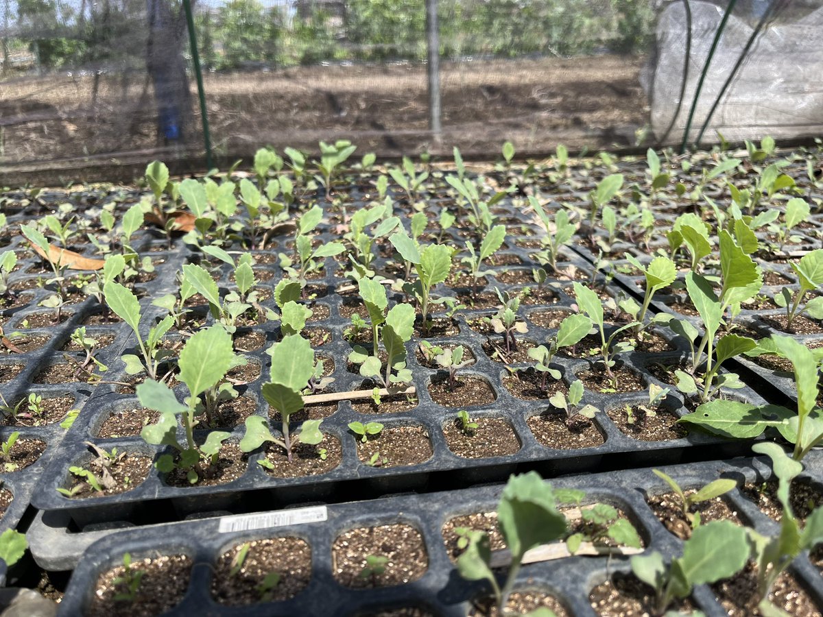6月に販売するキャベツとレタス🥬
種を蒔いてもうすぐ一ヶ月
そろそろ畑にお引っ越しします😊
