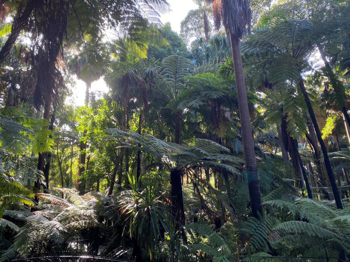 AurouxLucas's tweet photo. A bit of pure beauty spotted in Melbourne's Royal Botanic Garden @RBG_Victoria. I hope this #fern forest brightens your day!
The #Pteridophytes are as surprising as ever! https://t.co/QOTO3zXwvI