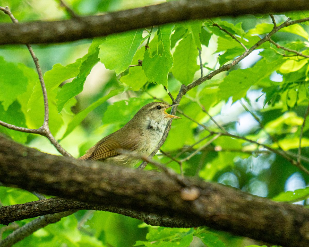 ku1904's tweet photo. 20230416

少しだけ顔を見せてくれた

囀るウグイス

#SIGMA150600DGDN
SONY #a7RIII 
600mm
①1/400s, f/6.3, ISO 2000 
②1/1250s, f/6.3, ISO 1250, +2/3EV

#ウグイス
#JapaneseBushWarbler
#JapaneseNightingale

#birders_gallery 
#lightroom 
#東京　
#府中市
#peace 
#SIGMA 
#SONY 
#野鳥 https://t.co/AsOKQI4Ssd