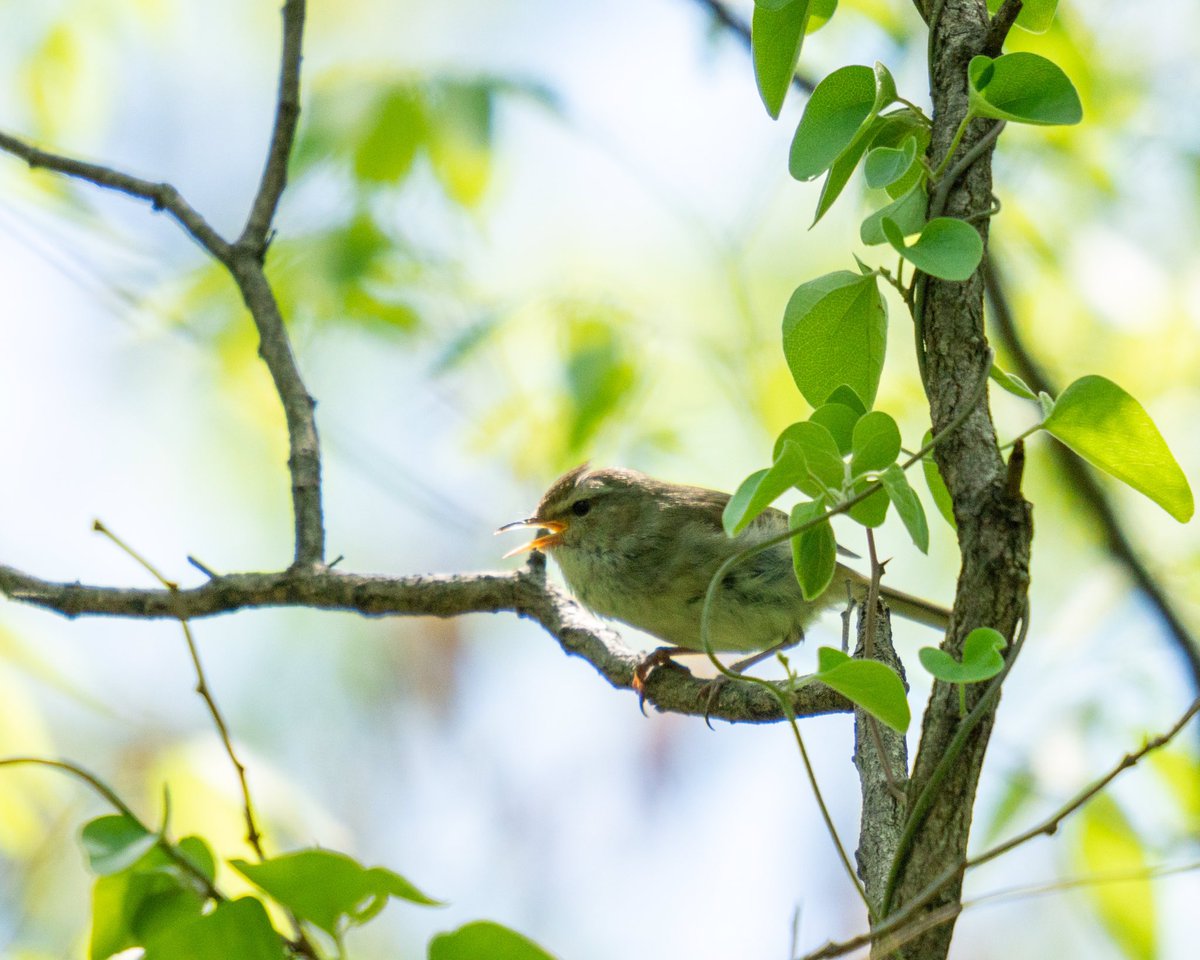 ku1904's tweet photo. 20230416

少しだけ顔を見せてくれた

囀るウグイス

#SIGMA150600DGDN
SONY #a7RIII 
600mm
①1/400s, f/6.3, ISO 2000 
②1/1250s, f/6.3, ISO 1250, +2/3EV

#ウグイス
#JapaneseBushWarbler
#JapaneseNightingale

#birders_gallery 
#lightroom 
#東京　
#府中市
#peace 
#SIGMA 
#SONY 
#野鳥 https://t.co/AsOKQI4Ssd