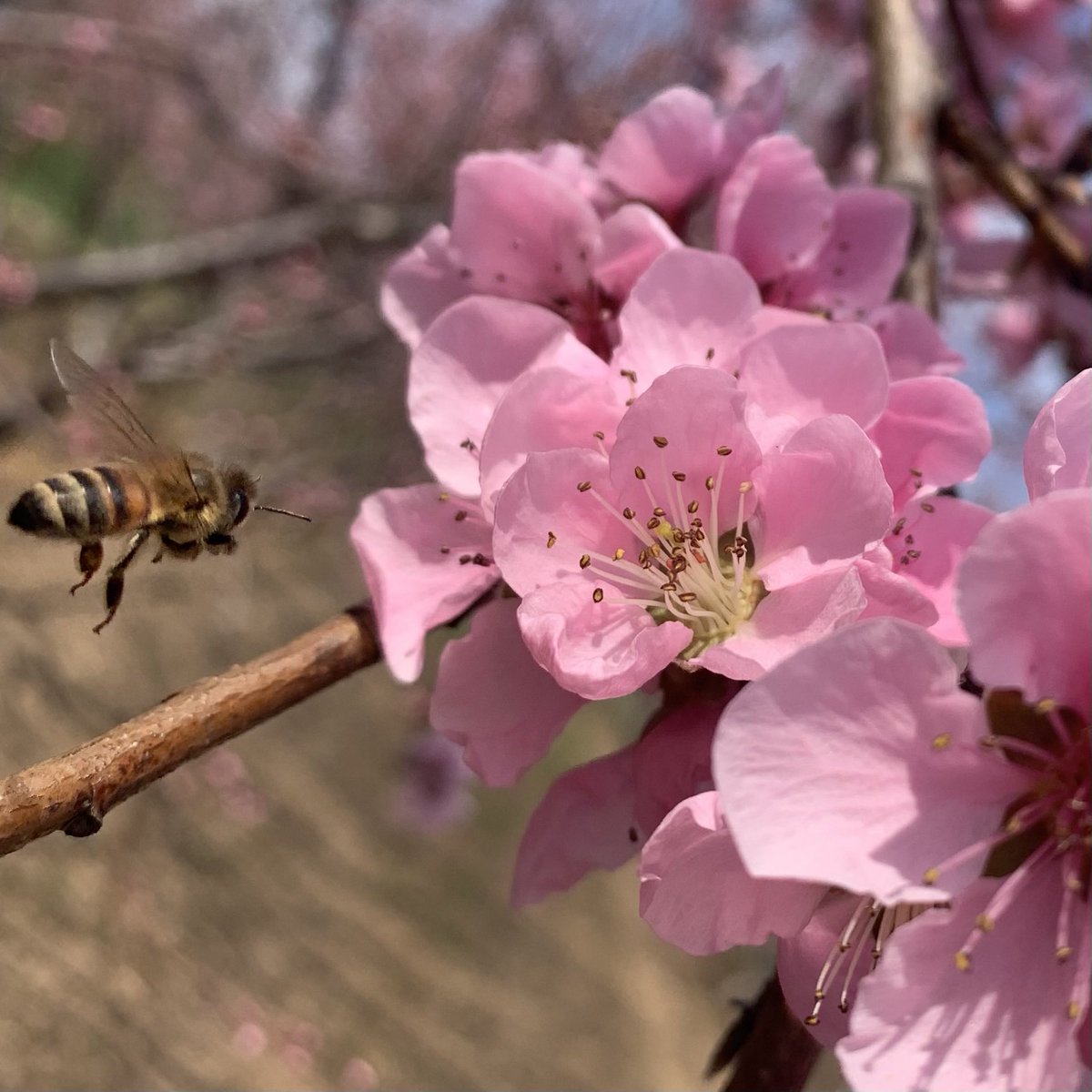 carol_penner's tweet image. Because we can’t 
live without bees,
and they would live
better without us,
God help us
#BeeGood