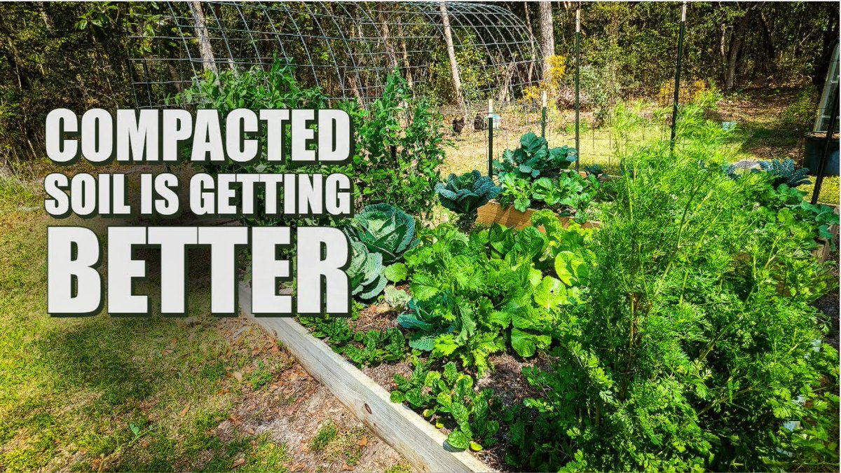AllForGardening's tweet image. Improving compacted soil and a garden update
 
#BackyardGarden #CompactedSoil #CompactedSoilGarden
 
allforgardening.com/444642/improvi…