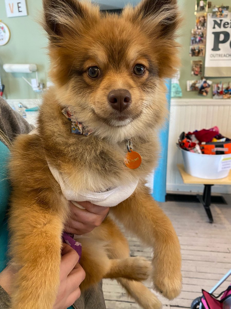neighborpetscle's tweet photo. It's important to do what we can to make sure pets can be reunited with their families if they ever get separated. That's why we offer pet ID & microchip services to our clients for free/at a low-cost. Pictured here: Ginger and Henry show off their Pet ID tags! #PetIDweek https://t.co/I1jNX578ZX