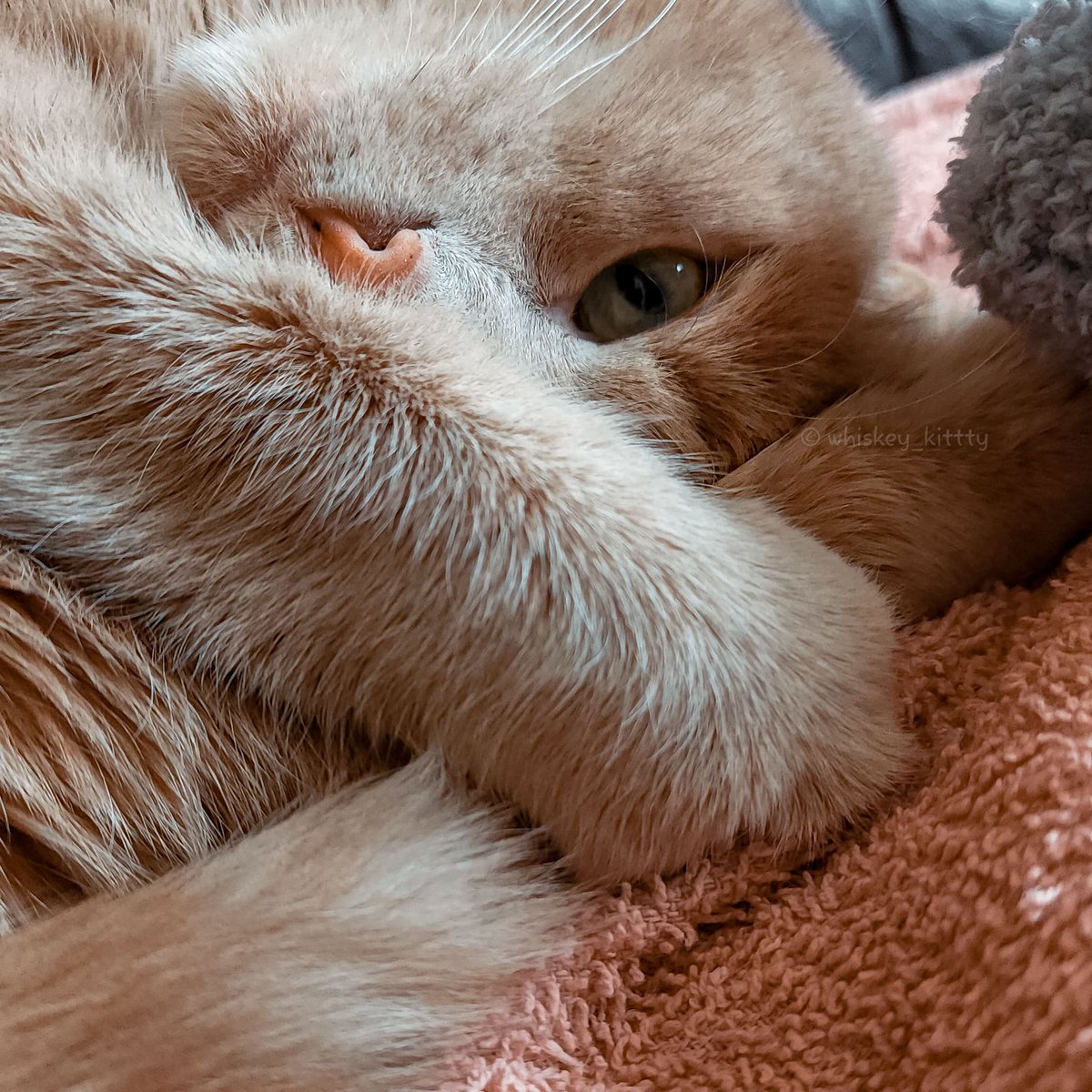 Goodnight Furiends🧡

#CatsOfTwitter #catstagram #cat #GoodNight