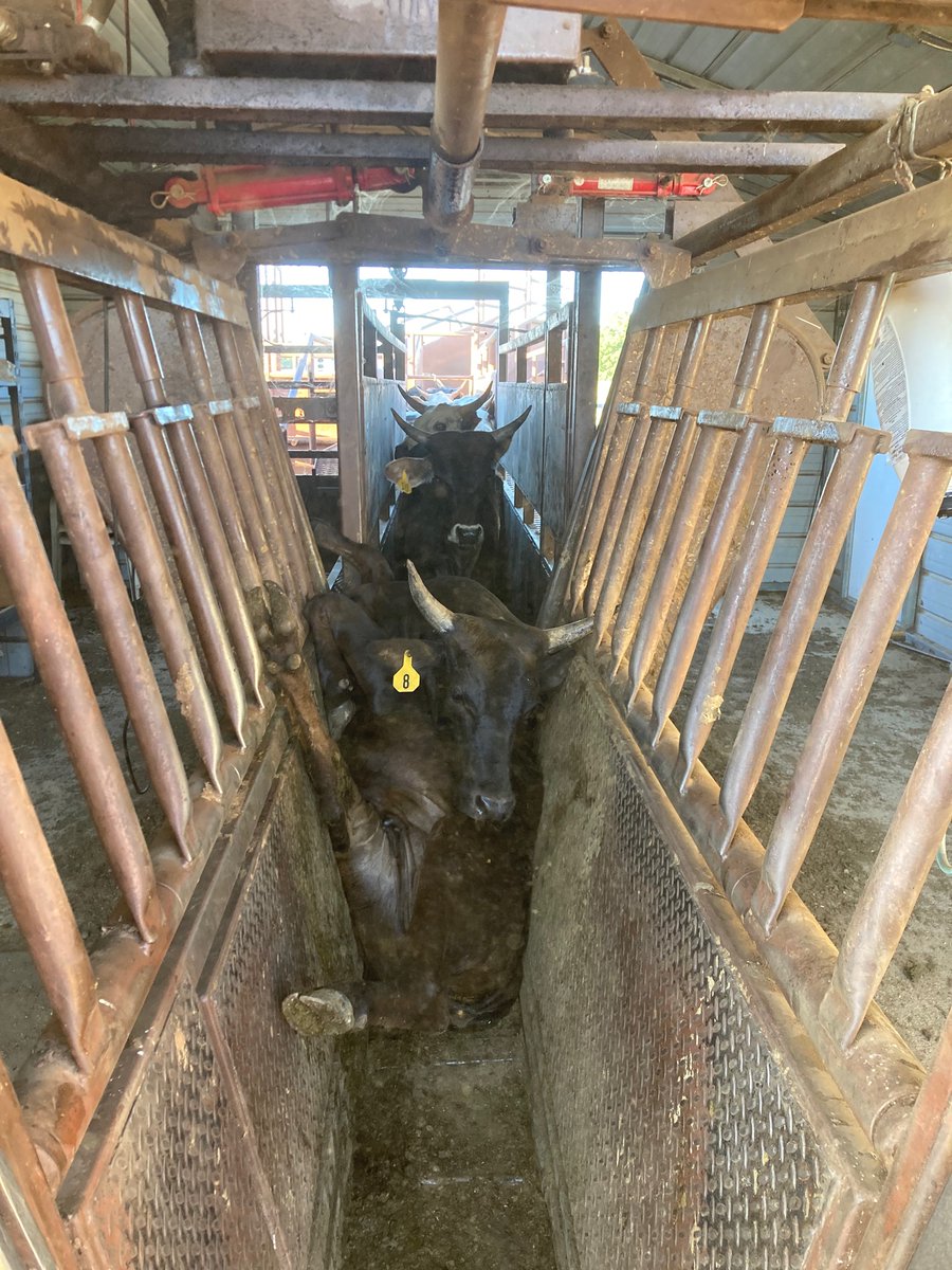 WayneLamson's tweet photo. @LangleyCattle https://t.co/TnNU9XbRz9