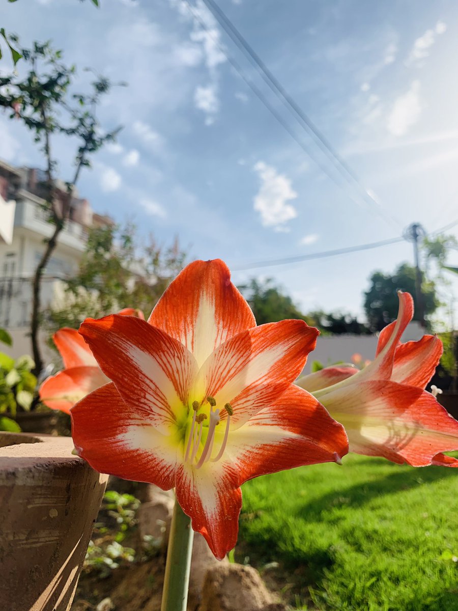 ReRootlife's tweet image. Morning blooms 🌸 

#Mondayblues #Mondaymorning #MondayMotivation #PositiveEnergy #photograghy #nature #NatureBeauty #natureisamazing #flowerphotography #NaturePhotograhpy