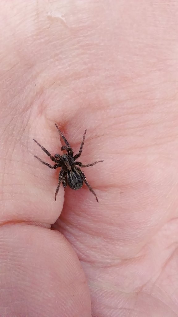 Je vous invite à suivre mon cours vulgarisé sur les araignées ce Mercredi 19 Avril à partir de 16h sur ma chaîne Twitch : RoddyLTV afin d'en apprendre plus sur ces petites bêtes 🕸🕷 twitch.tv/roddyltv   #twitch #twitchstreamer #Biology #spider #passionate