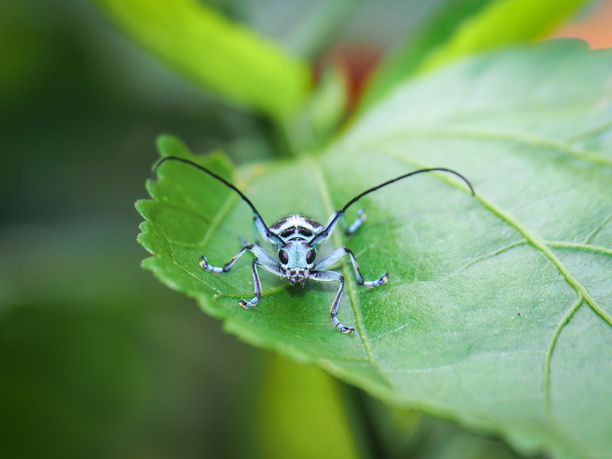 Taiwan Trails and Tales on Twitter: 