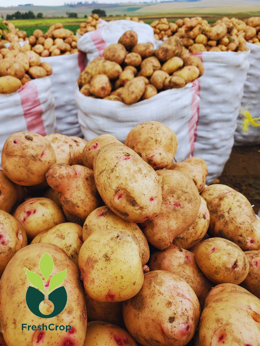 FreshcropLtd's tweet photo. Did you know that potatoes are teetering on becoming the second most consumed crop in Kenya in terms of human consumption? The #potatovaluechain is vital for food security and economic growth in the country. https://t.co/rLUFK3UvSX