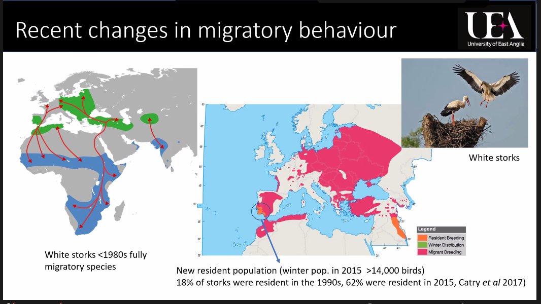 Migratory behavior, an inherent hereditary trait in birds is actively changing because of foraging in garbage dumps, says @AldinaFranco at the @PawsWeb conference
#globalChange #animalSubsidy #garbage #migratoryspecies