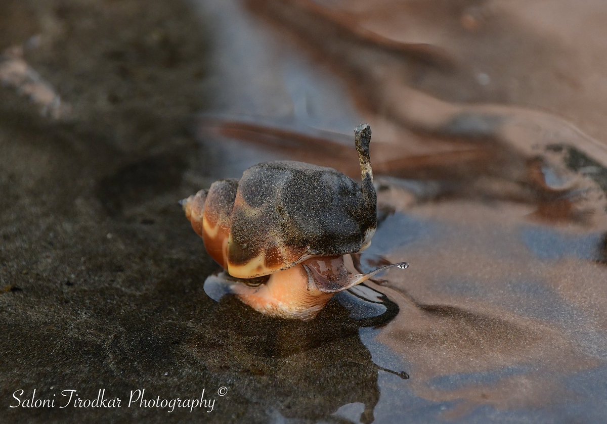 🐌: Babylonian Sea Snail / Babylonia areolata
📷: @WildlifeSaloni 
📍: Juhu Beach, Mumbai.

#salonitirodkarphotography #snail #seasnail #snails #snailsofinstagram #seasnails #gastropod #gastropodsofinstagram #marinelife #marinelifephotography #marinelifeofmumbai