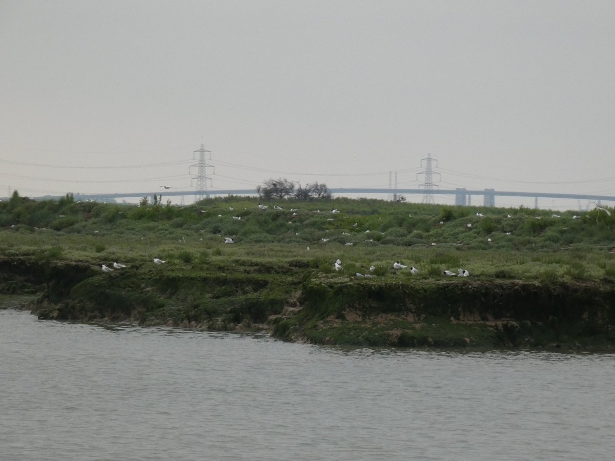 Really excited to be back on board with <a href="/JetstreamTours/">Jetstream Tours</a> this year. 
Join Ranger Helena this Thursday for a 3hr cruise from Queenborough with Fish 🐟&amp; Chips 🍟and plenty of wildlife 🦭🦢
Full details &amp; booking here jetstreamtours.com/the-tours
#birdwise #jetstream #medway #swale #boat