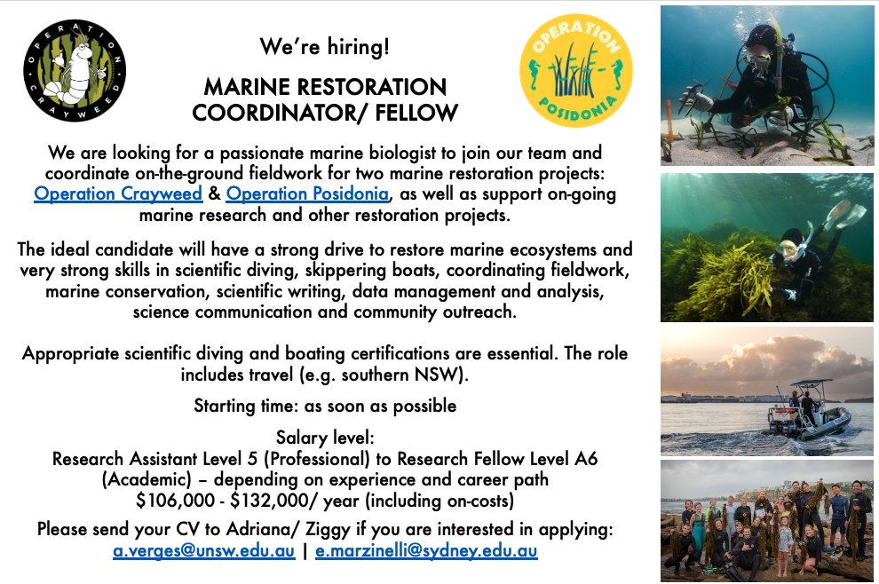 We're hiring! looking for a passionate #marine #restoration coordinator with strong field skills including diving, boating as well as ecology and science communication. Based in Sydney and including travel within NSW. Open to Australian citizens or visa holders only