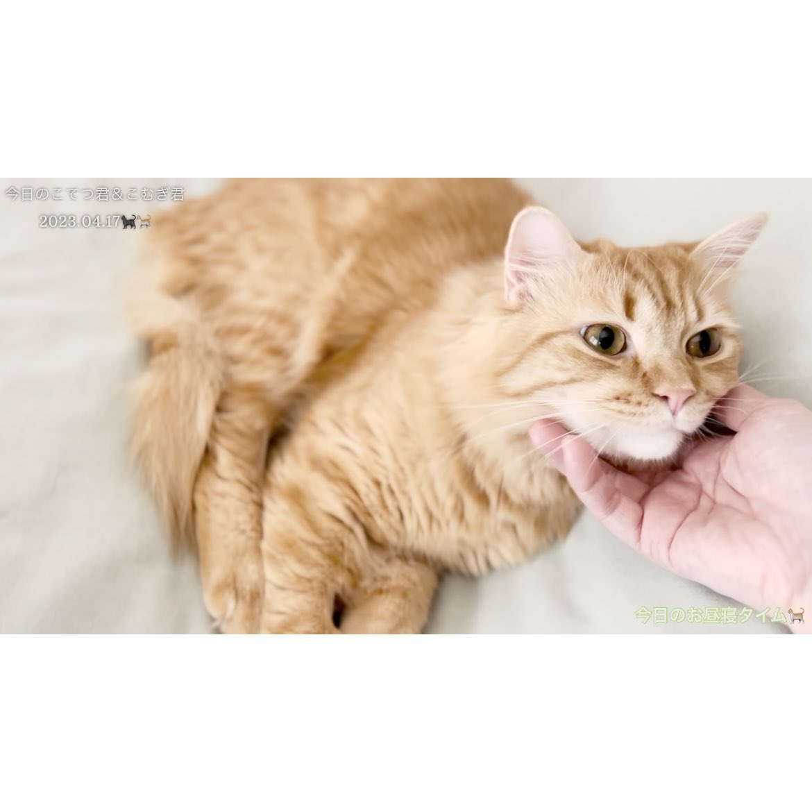 miya_ayim_ayim's tweet photo. 今日のこてつ君＆こむぎ君　2023.04.17🐈‍⬛🐈 兄弟になって373日目https://t.co/f1Dd56krNO @YouTubeより

#ねこ #ねこのいる暮らし #ねこ好きさんと繋がりたい #もふもふ #猫がいる幸せ #猫がいる暮らし #猫のいる生活 #猫写真 #猫好き #猫好きさんと繋がりたい https://t.co/uQ3br6XECM