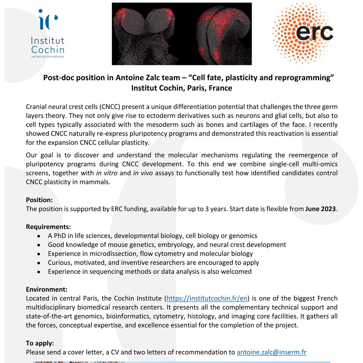 Antoine Zalc (@antoinezalc) on Twitter photo 🚨🚨🚨
Interested in mechanisms regulating cell fate and plasticity during development and regeneration?
Want to do good and fun science in beautiful Paris?
We have 2 postdoc positions (<a href="/ERC_Research/">European Research Council (ERC)</a> funded) in the lab <a href="/InstitutCochin/">Institut Cochin</a>
#job #postdoc #newPI
Please RT 👇👇👇 🚨🚨🚨
Interested in mechanisms regulating cell fate and plasticity during development and regeneration?
Want to do good and fun science in beautiful Paris?
We have 2 postdoc positions (<a href="/ERC_Research/">European Research Council (ERC)</a> funded) in the lab <a href="/InstitutCochin/">Institut Cochin</a>
#job #postdoc #newPI
Please RT 👇👇👇