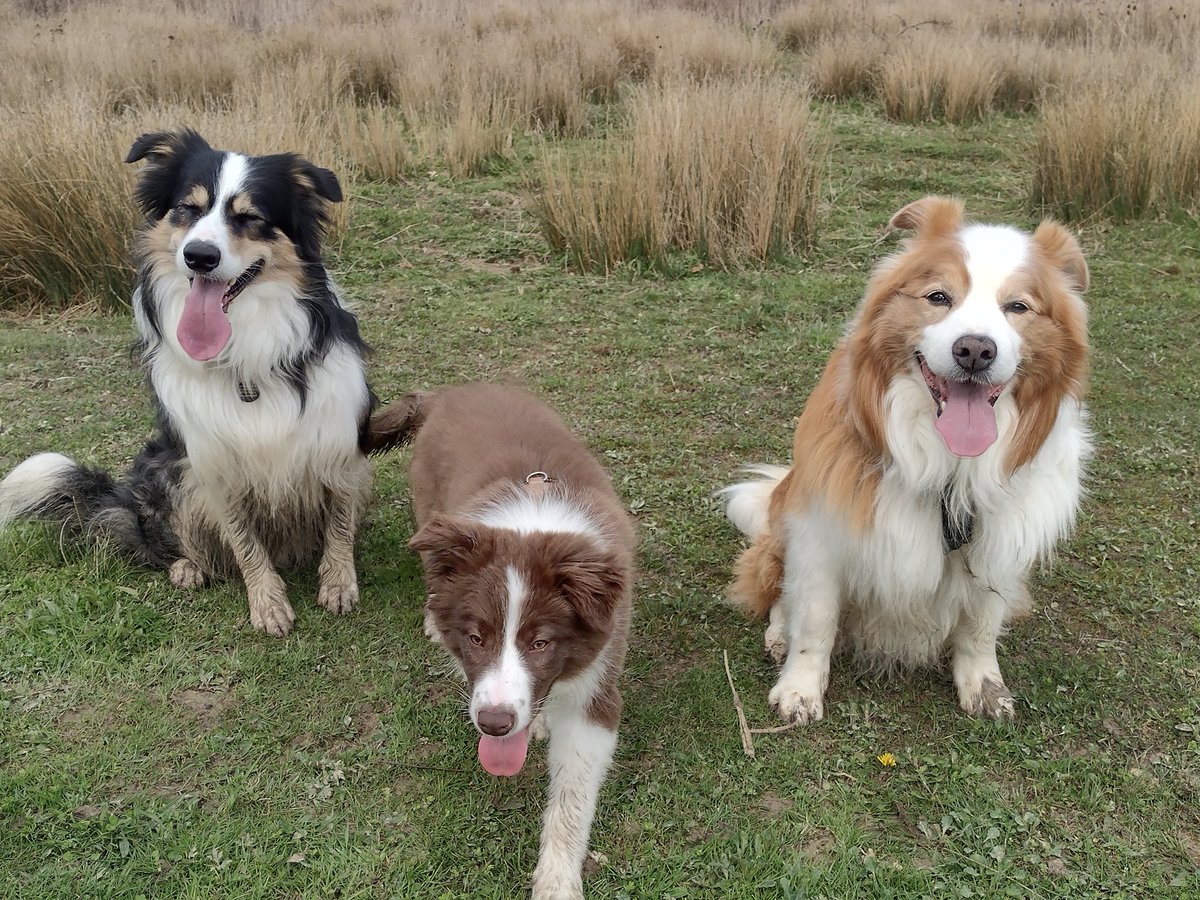 Of course, the last photo I took would have been the worst one of the trio on their walk yesterday! At least it's a good one of Ferdie.