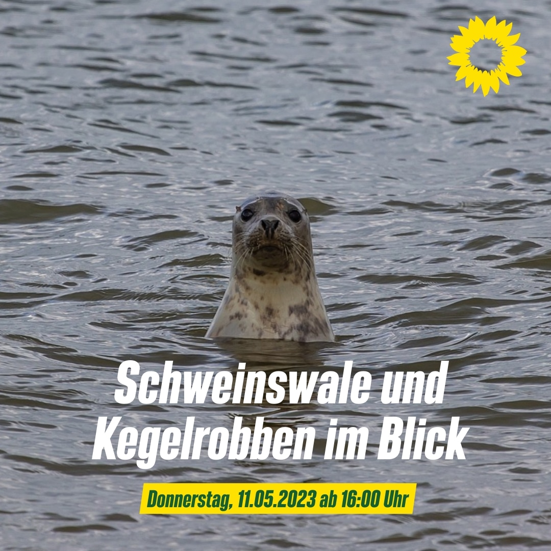 Schweinswale und Kegelrobben im Blick - Diashow und Diskussion zu Meeressäugetieren unserer Ostsee mit Anja Gallus und Linda Westphal vom Deutschen Meeresmuseum

 Mehr Infos unter gruene-vorpommern-greifswald.de/termine/termin…

#grünevg #grünemv #grünebegegnung #vorpommerngreifswald #ostsee #balticsea