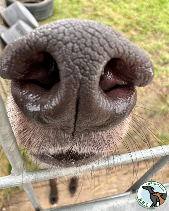 Brighton_RGT's tweet photo. Can you guess the greyhound snoot?
#BoopSnoot #GreyhoundSnoot #GuessTheSnoot #SnootChallenge #DogNose #NoseBoop #GreyhoundLove #DogAppreciation #SnootyPooch #SnootBoop #GreyhoundCommunity #DogsofInstagram #PetsofInstagram #PetLove #CutePets #brighton #eastbourne #eastsussex https://t.co/xSv9YawUPr