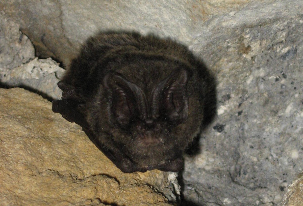 Forestry Commission on Twitter "Happy BatAppreciationDay 🦇 Bats love