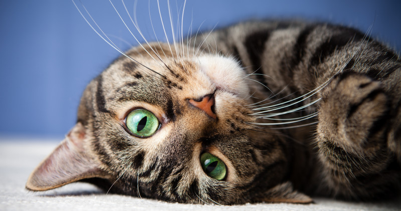 museumtoulouse's tweet photo. [MNHN/JEU] Jeu-concours "C’est mon chat" avec @Le_Museum https://t.co/6EhYx8lNsc #mnhn #jeu #concours #chat #Cestmonchat https://t.co/ScPlmhp5US