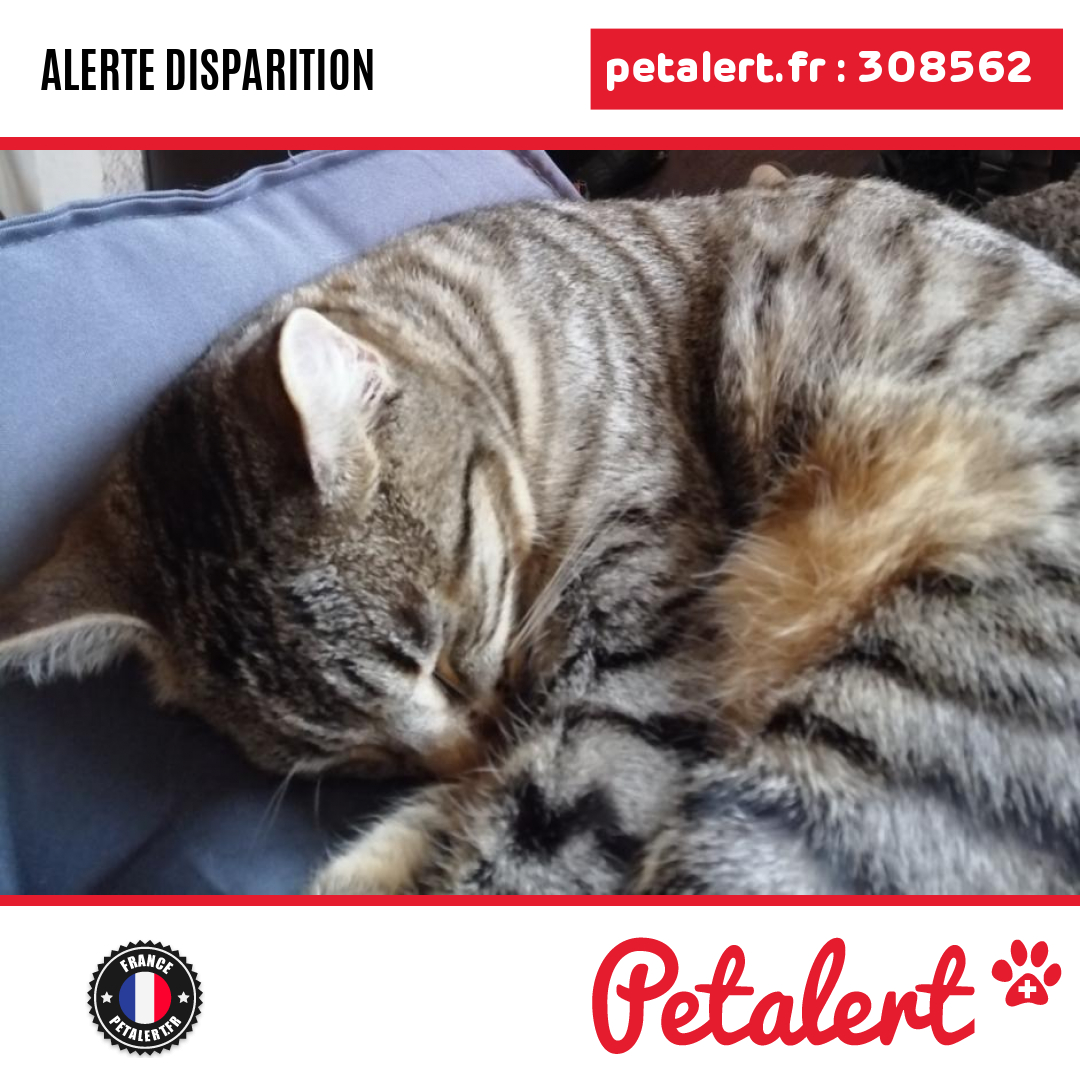 Disparu #Chat #Ariege #Verniolle #Petalert  #PetAlert09 / p3t.co/nmU7S