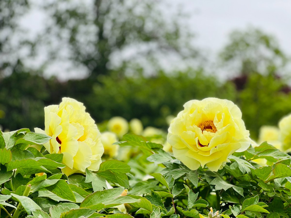 Peony Art（互fo） tweet media