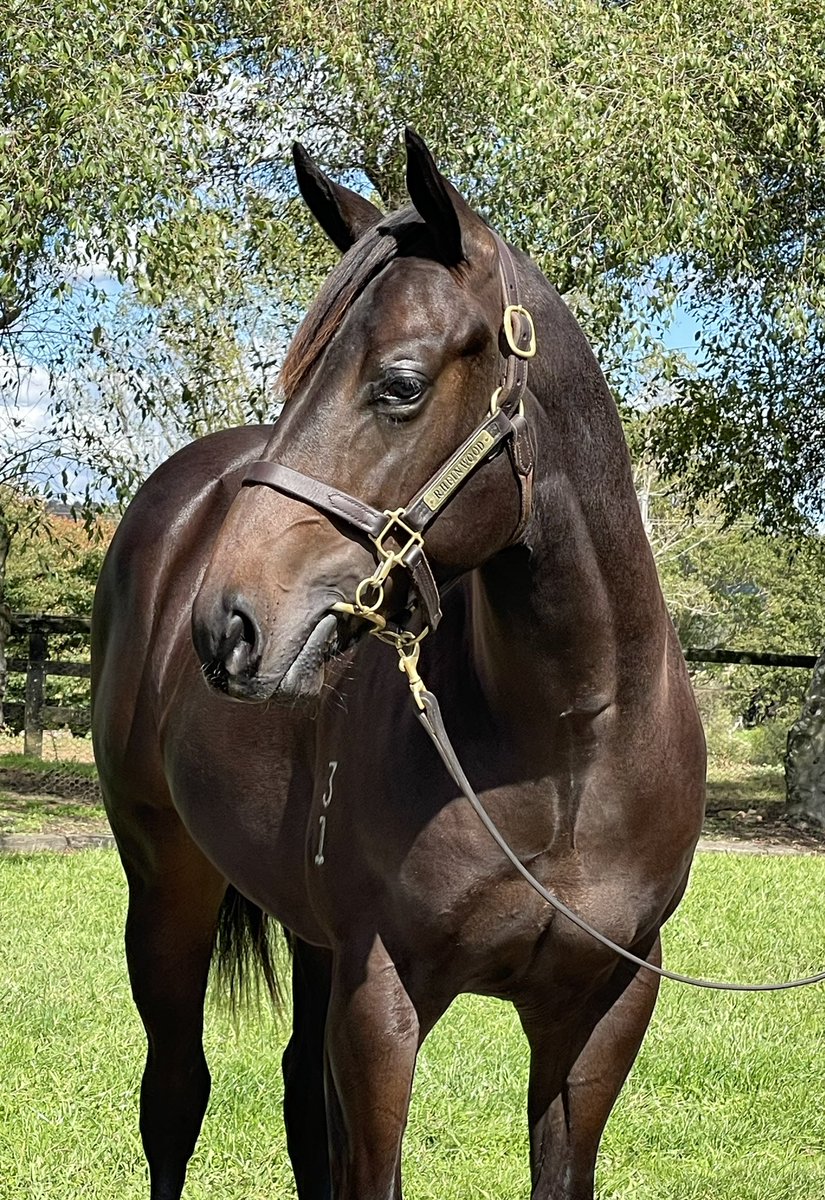 LOT 121 ~ #PrideOfDubai 🔥x Ocean Deep (NZ) colt heads to @inglis_sales HTBA Sale later this week!  #SireOnFire @TDNAusNZ @BreednetNews @anz_news @CoolmoreAus @dee_foster18 #bredinthecoldhotonthetrack