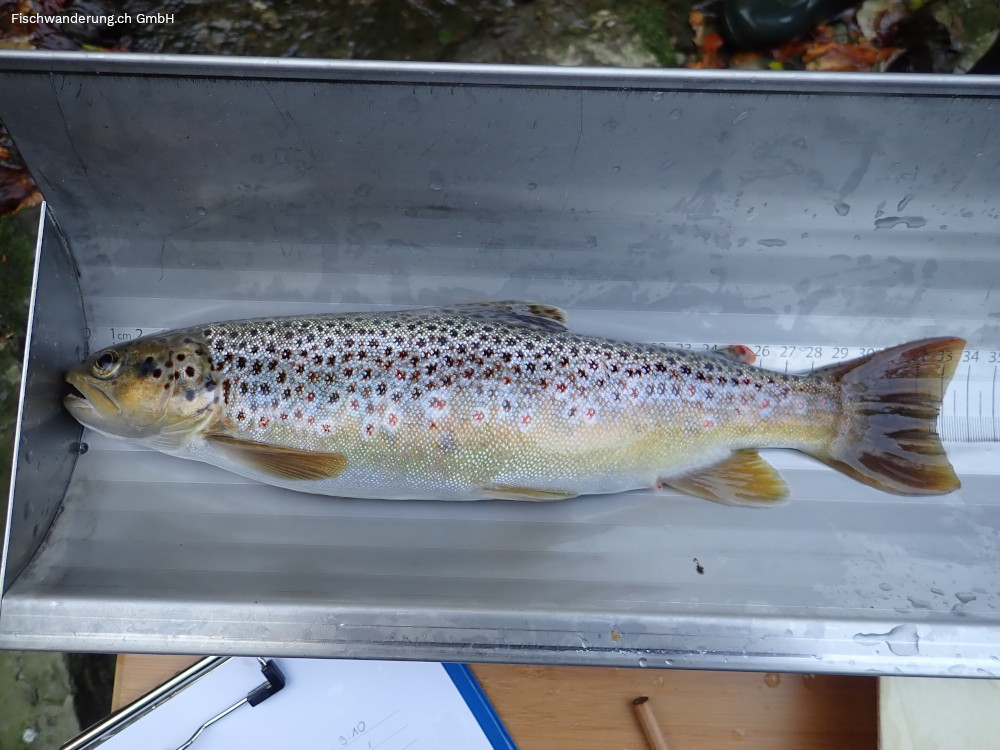 fischwanderung's tweet photo. Did you know? 
Durch die #Klimakrise kommt es zu einem auseinandertriften von Nahrungsnetzen. So entwickeln sich z.B. die Eier von #Bachforellen temperaturbedingt > schlüpfen immer früher. Ihre Nahrung (#Kleininsekten) schlüpfen aber lichtbedingt > gleich wie bisher ... https://t.co/B3nDQR0aOe