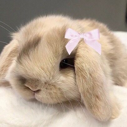 lovesickdoe's tweet photo. bunny with a pink ribbon https://t.co/Q4QhVwQsN6