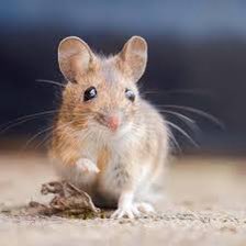 peterjcarew's tweet photo. Our latest paper is out in @ANA_journals. We found auditory changes in mice with Friedreich ataxia. Techniques developed could assess efficacy of drugs for this debilitating disease which affects 1 in 29,000 people. https://t.co/xCgnTWQSEJ @GaryRance5 @BRT_LungGuy @dani_tomlin https://t.co/bnCtdPe7nZ