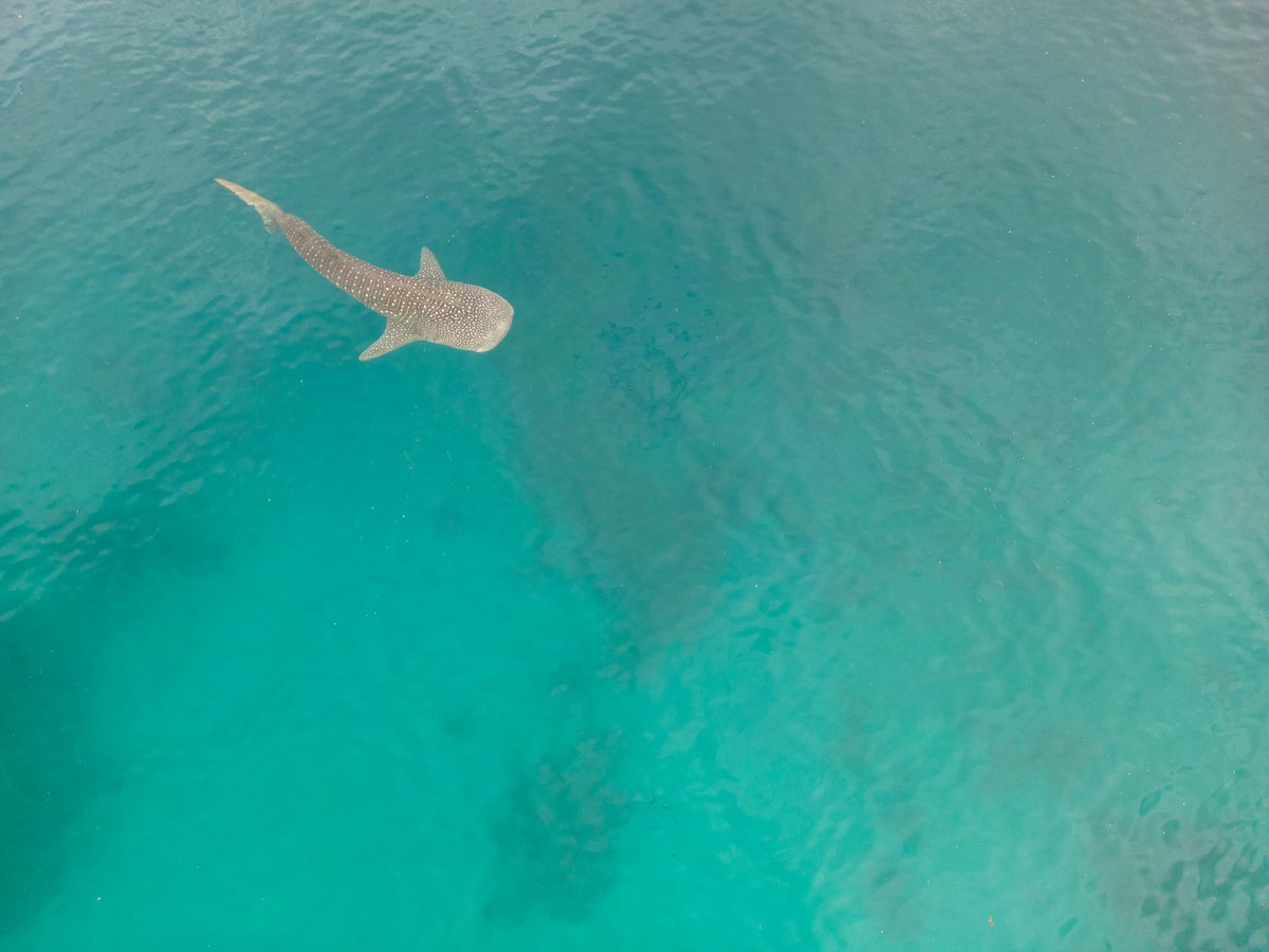 The whale shark in the surface #whaleshark #djimini3 #oslob