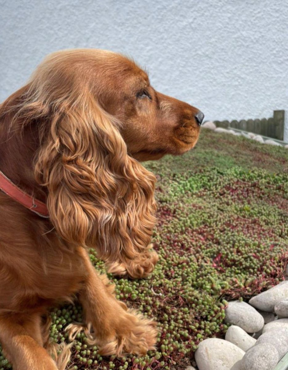 One Happy Customer!🌱#greenroof #felt #feltroofing #felting #flatroofing #roofsystems #roofreplacement #residentialroofing #extension #pitchedroof #newroof #epdmroof #flatroofing #singleply #roofingexperts #asphaltroof #grp #roof #roofing #roofers #flatroofs #edpm #roofingexperts