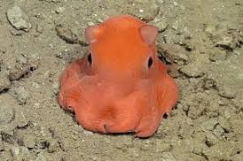 haaileybtv's tweet photo. dumbo octopus 🐙 https://t.co/zAWwfT0kTk
